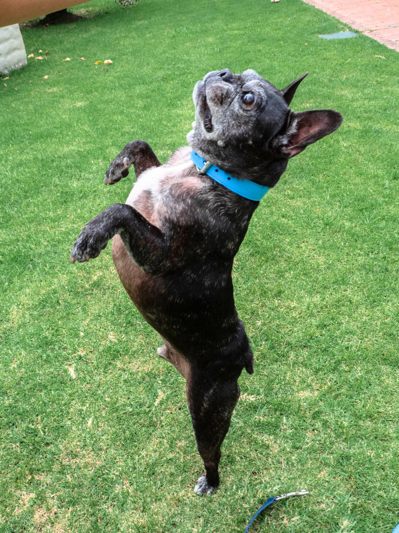 Collar de Perro Azul