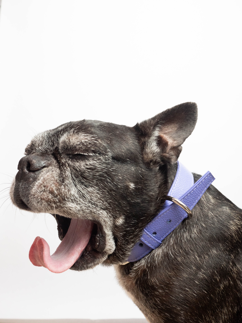 Collar de Perro Lila