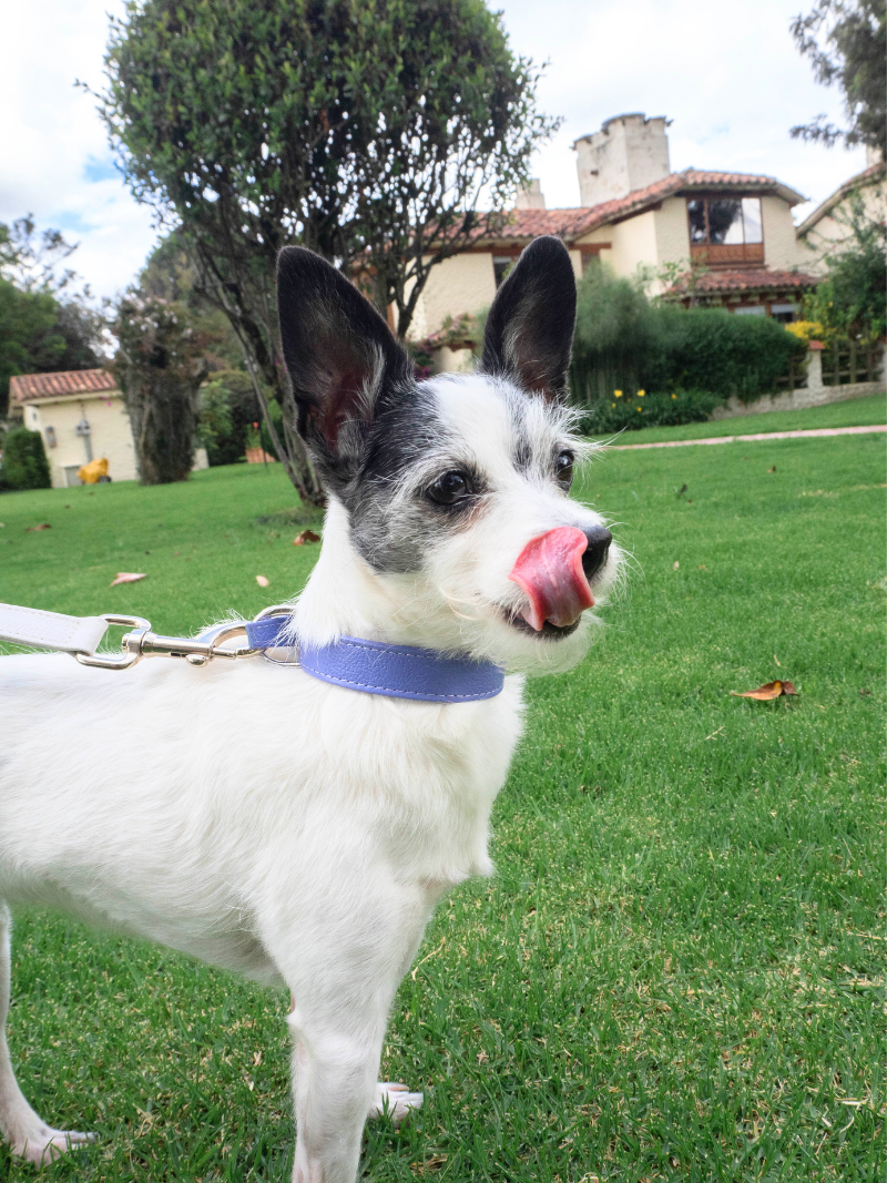 Collar de Perro Lila