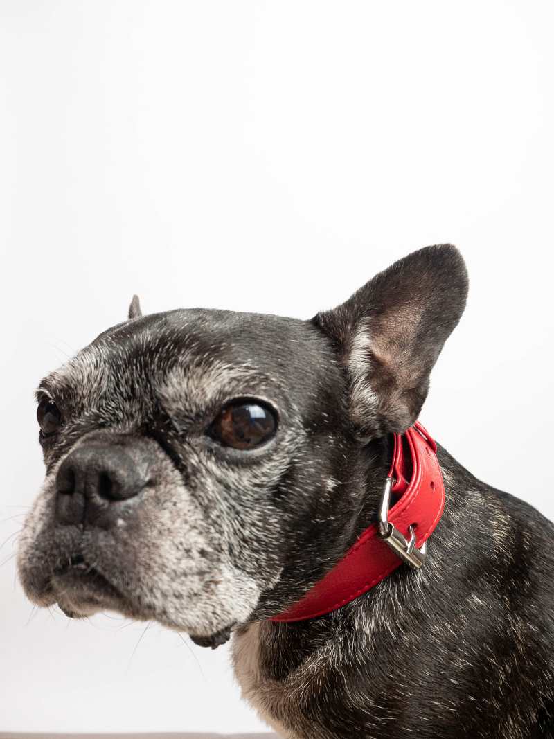 Collar de Perro Rojo