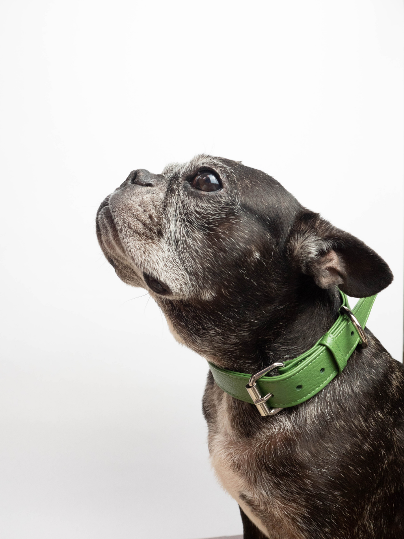Collar de Perro Verde
