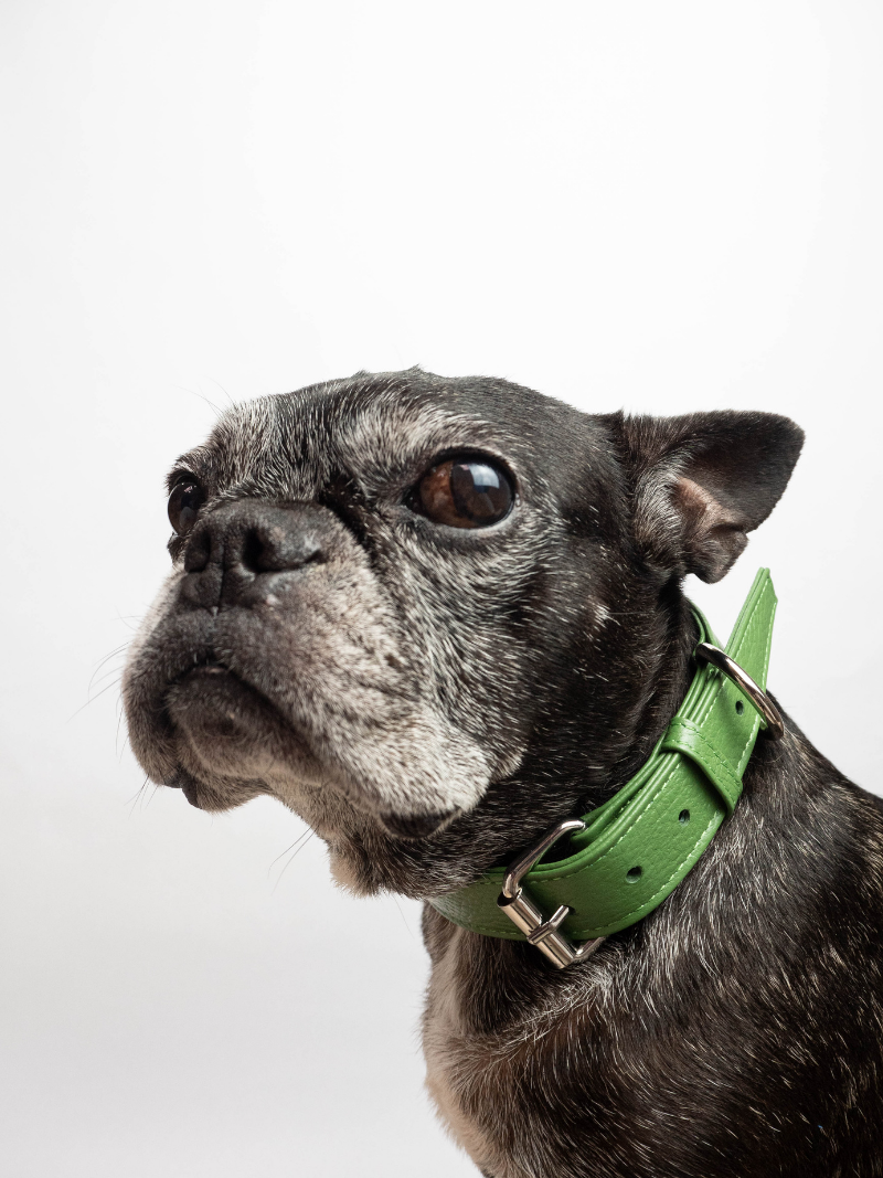 Collar de Perro Verde