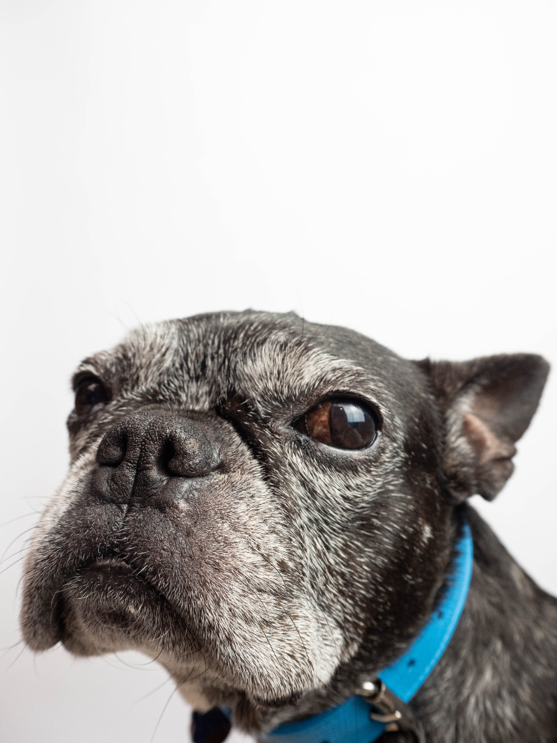 Collar de Perro Azul