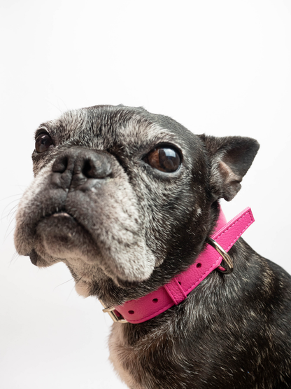 Collar de Perro Fucsia
