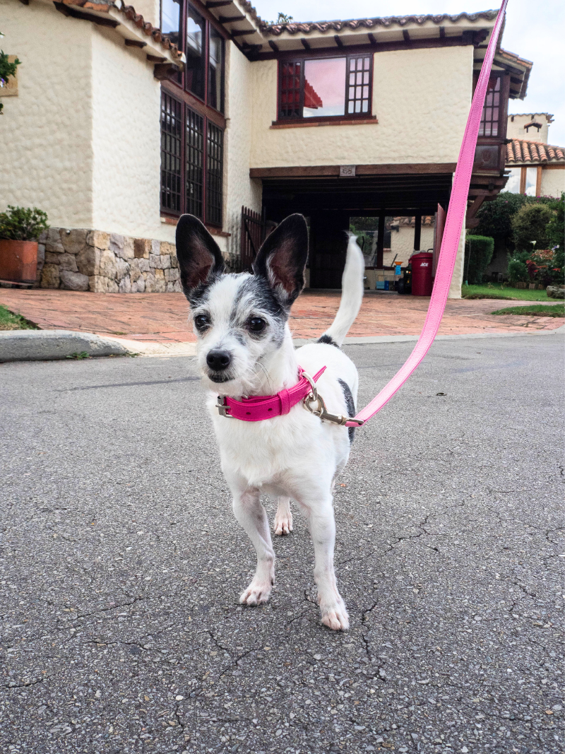 Collar de Perro Fucsia