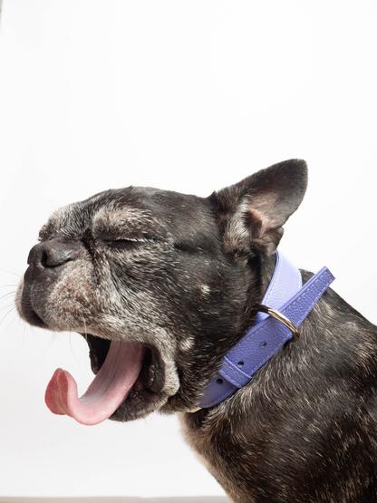 Collar de Perro Lila