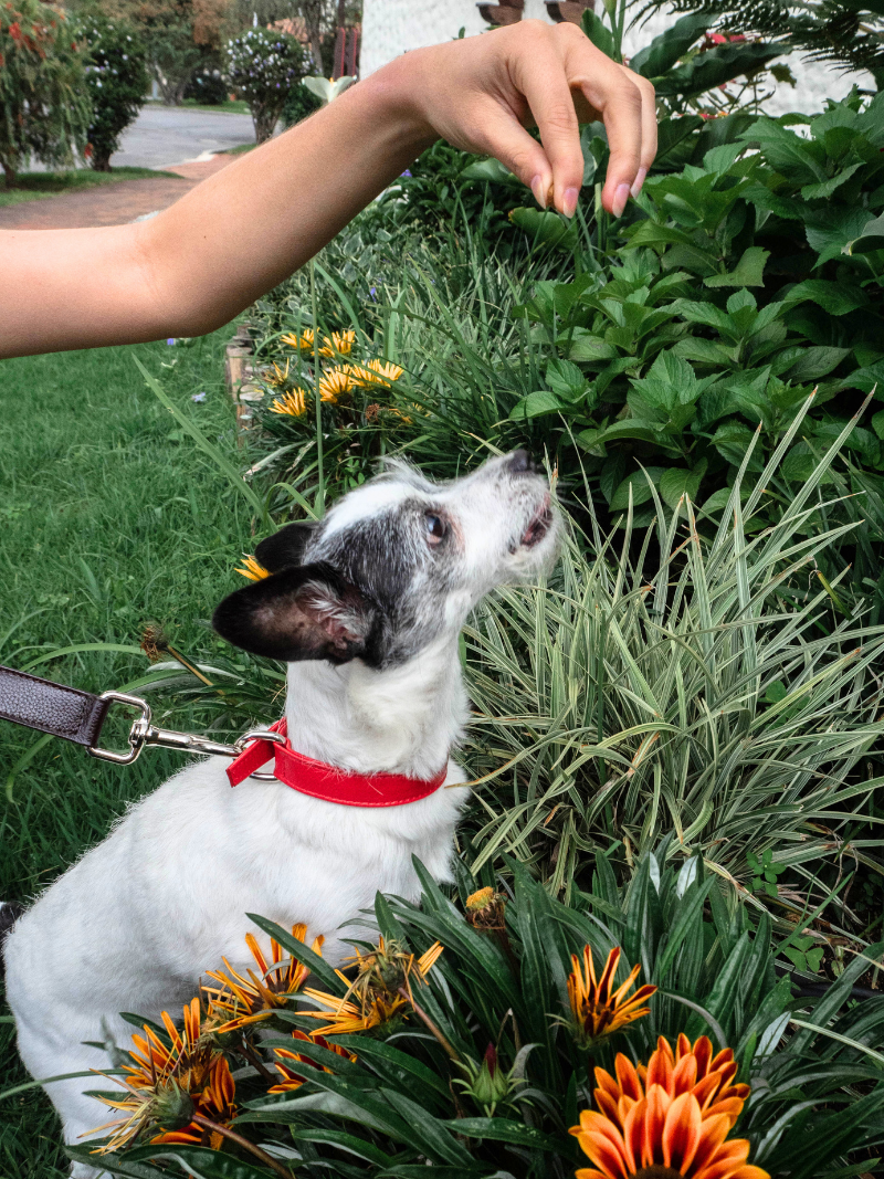 Roni Dog Collar