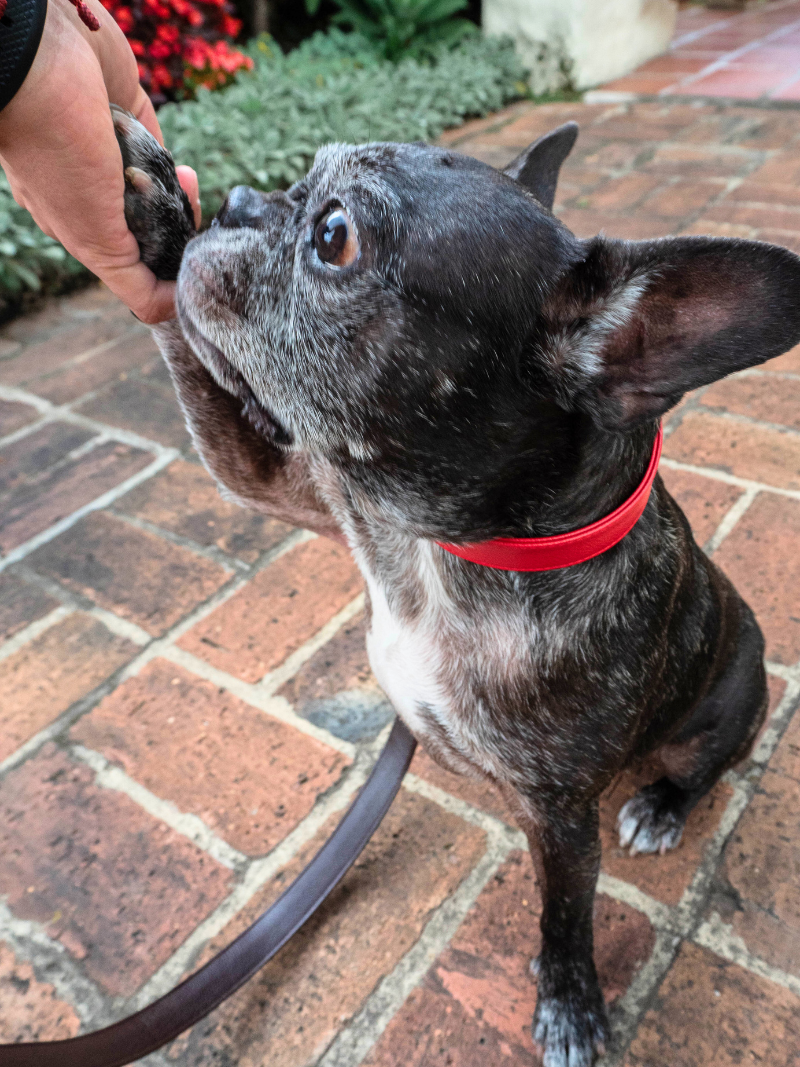 Roni Dog Collar