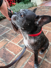 Roni Dog Collar