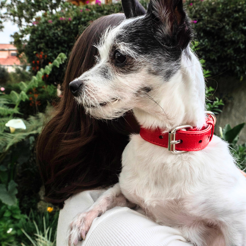 Collar-rojo-5.png