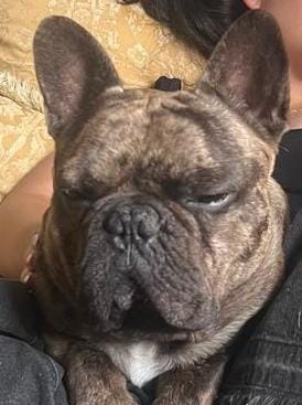 frenchie_barcino.jpg