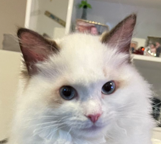 gato_3.png
