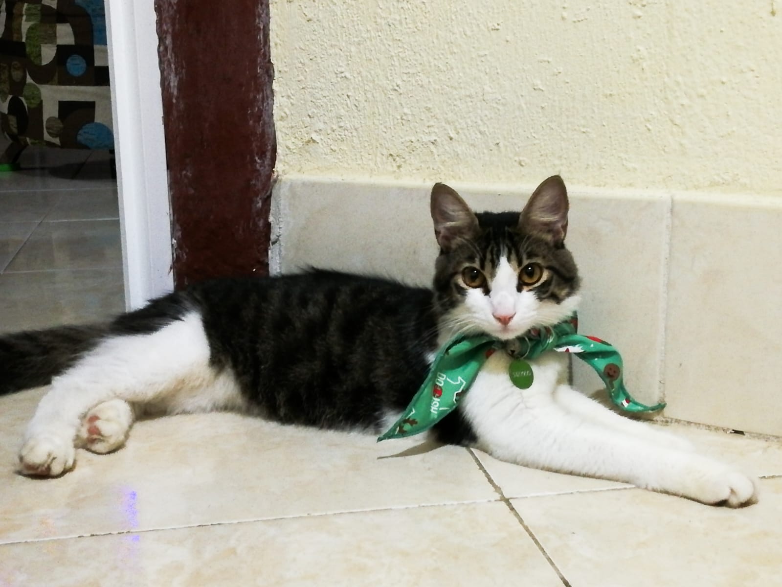 gato_ati.jpg