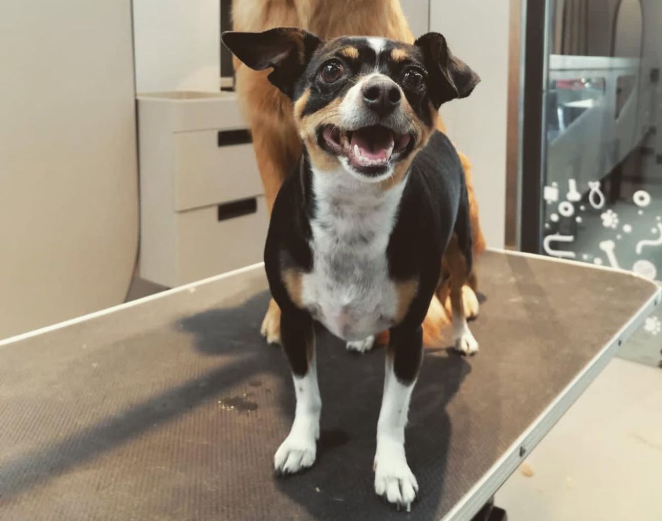 pinscher_ok.jpg